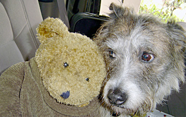 Dog Cuddling with Teddy Bear